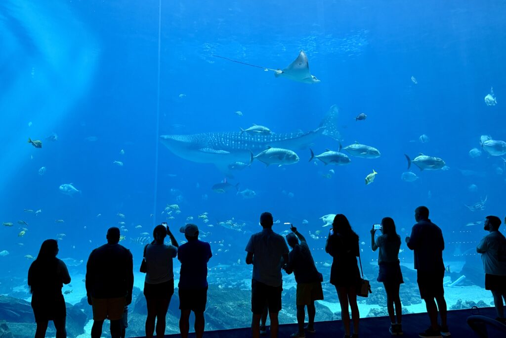 All the tips and everything you need to know about visiting the Georgia Aquarium in Atlanta.