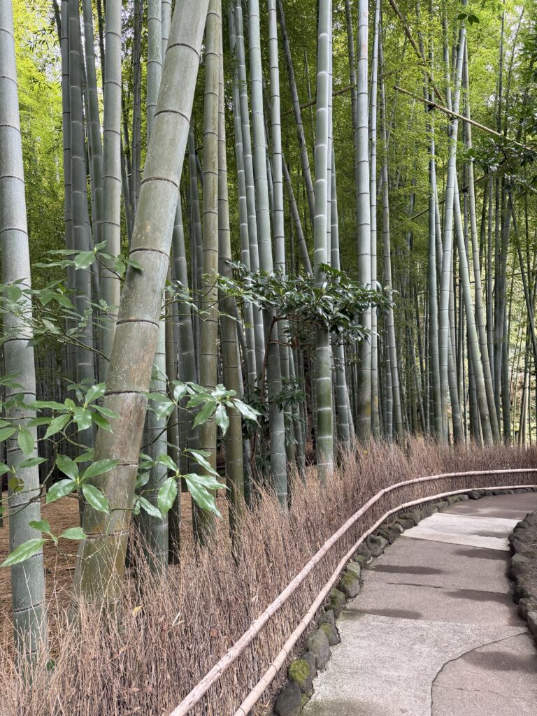 Everything You Need to Know About Taking a Day Trip to Kamakura from Tokyo